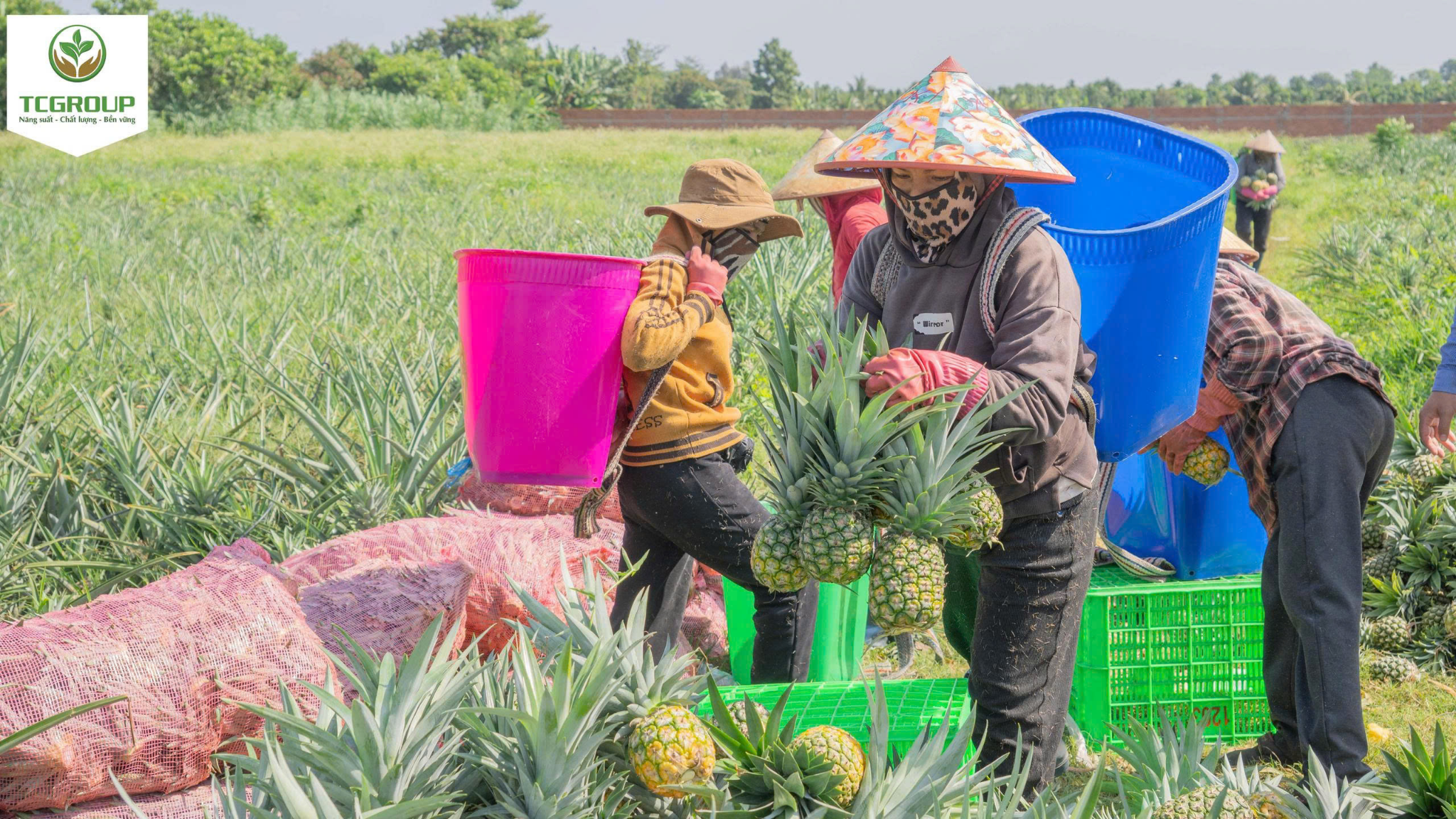 thu hoạch dứa md2
