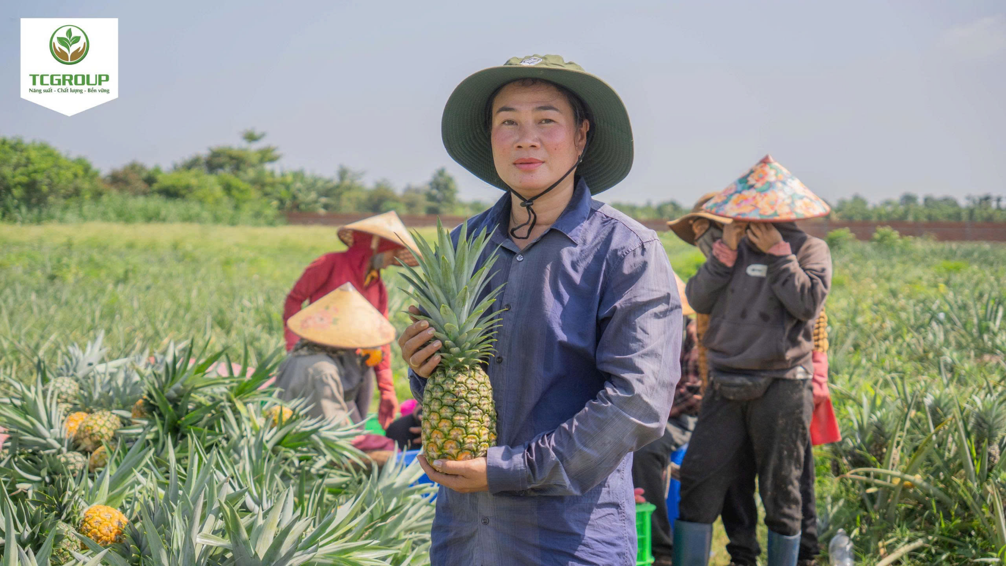 Đặc điểm nổi bật của giống dứa mật MD2
