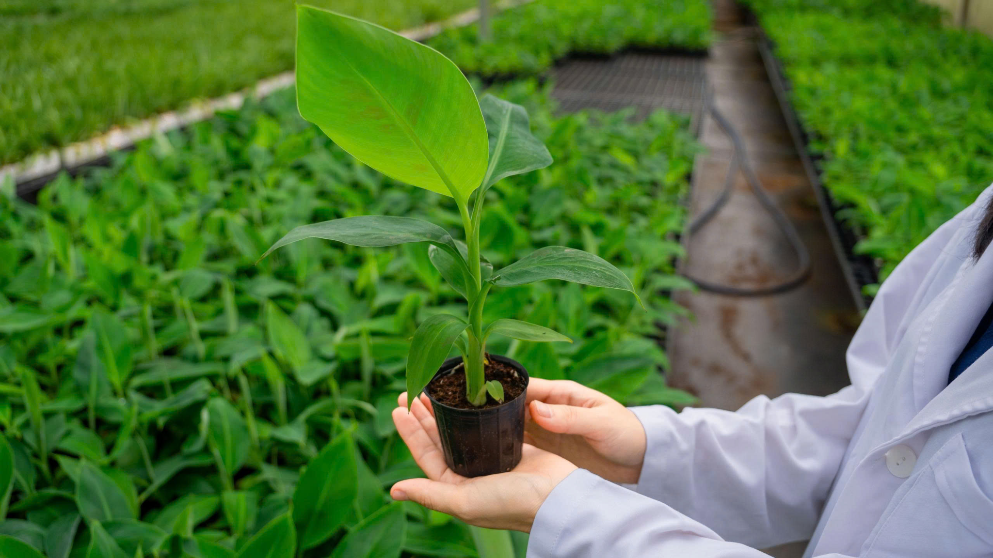 vườn chuối già Nam Mỹ đã bao buồng