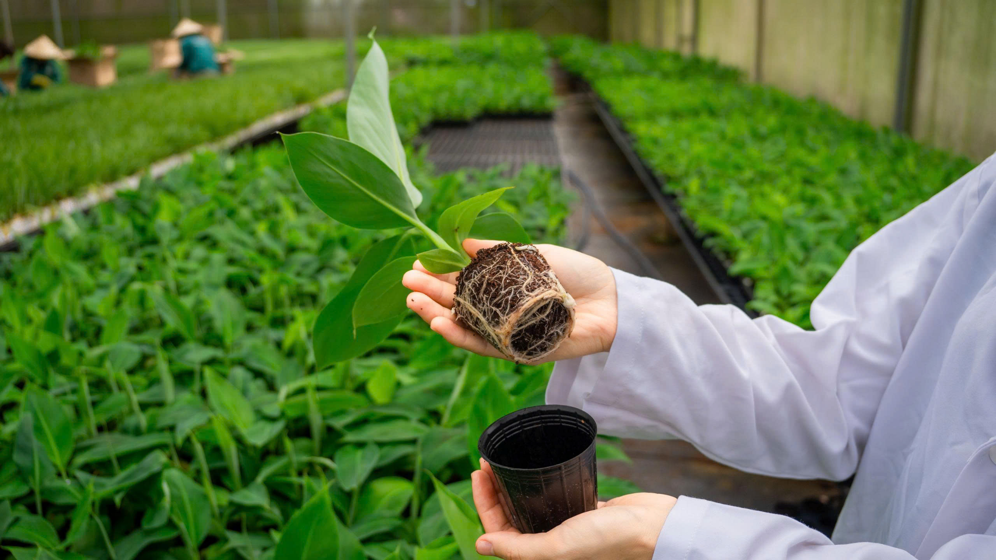 giống chuối già Nam Mỹ nuôi cấy mô TCBiotech Toàn Cầu