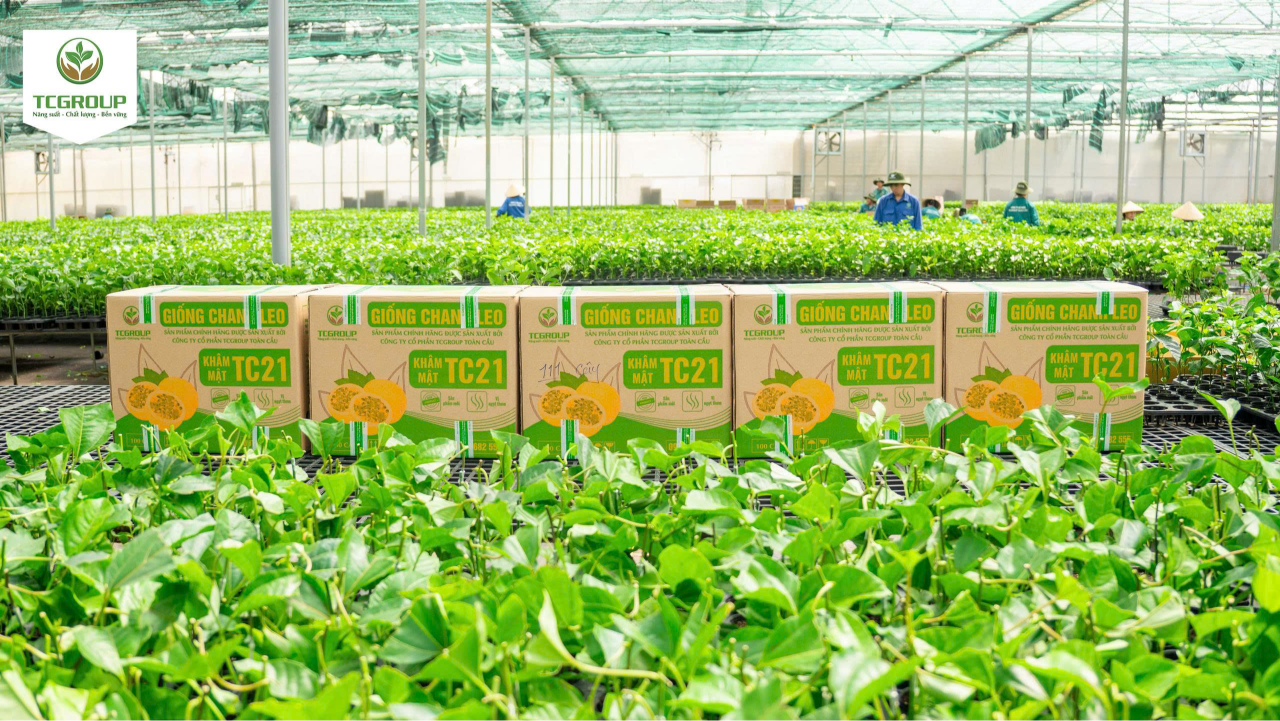 giống chanh leo vàng khâm mật tc21