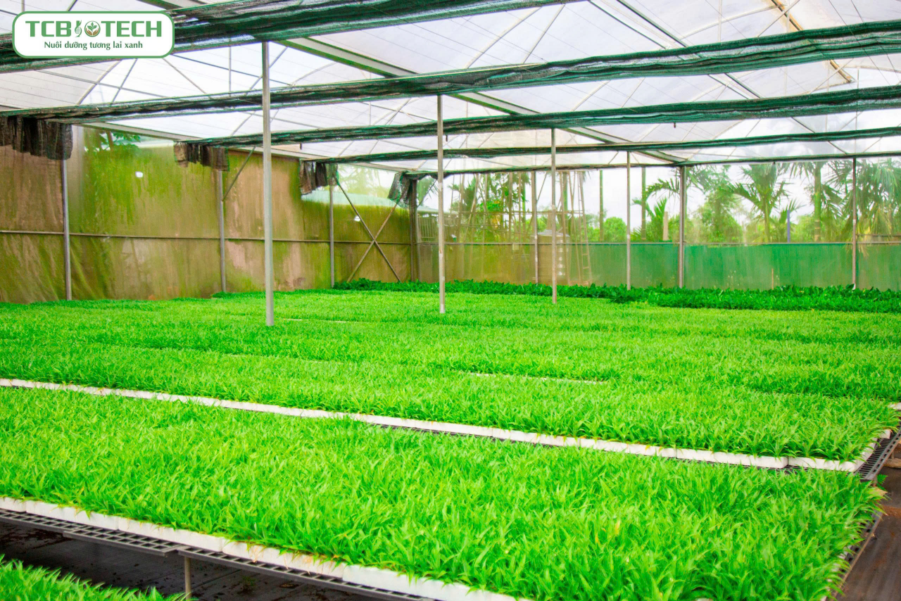 giống dứa md2 giống dứa md2