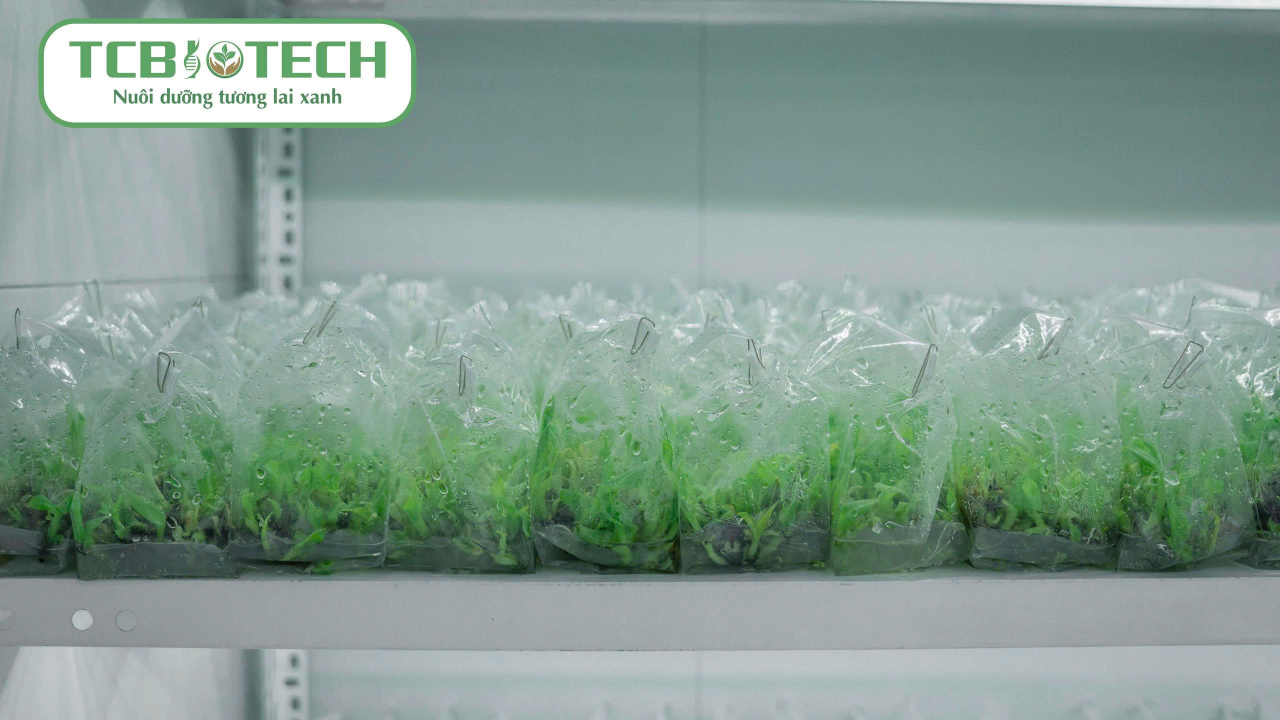 phòng lab nuôi cấy mô chuối già Nam Mỹ TCBiotech