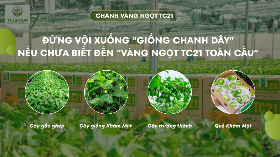 ĐÓN VỤ CHANH LEO MỚI, BÀ CON ĐÃ BIẾT ĐẾN GIỐNG CHANH LEO VÀNG KHÂM MẬT TC21?