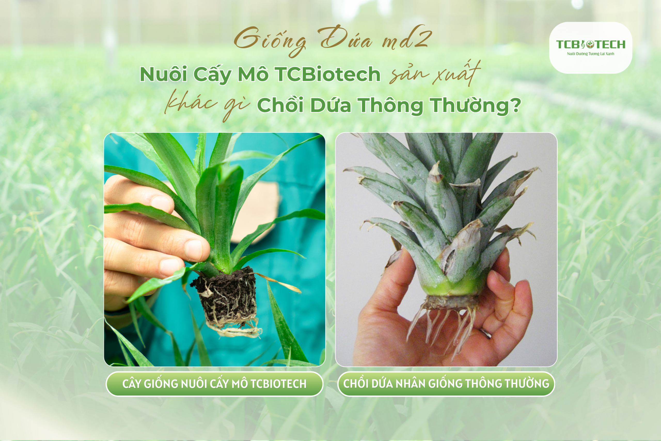giống cây dứa md2 khác gì với chồi dứa thông thường