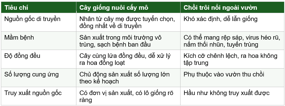 Giống dứa MD2 nuôi cấy mô khác gì cây giống từ chồi?