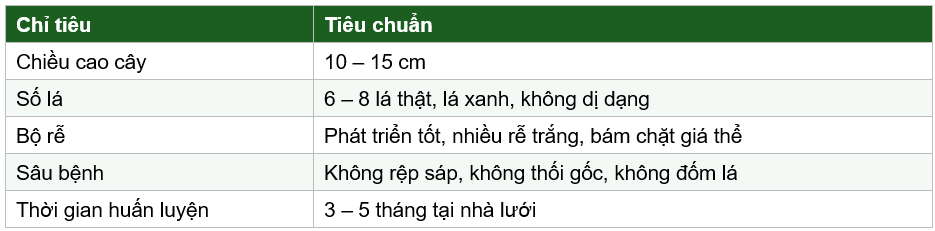 Tiêu chuẩn cây giống dứa MD2 nuôi cấy mô khi xuất vườn