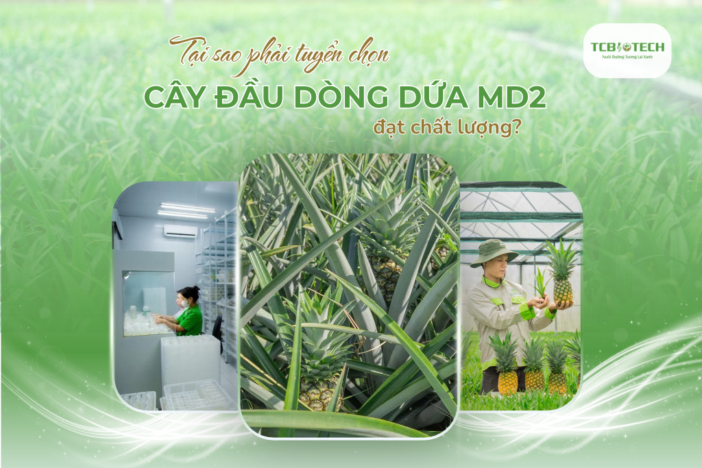 tại sao phải tuyển chọn cây giống đầu dòng dứa md2