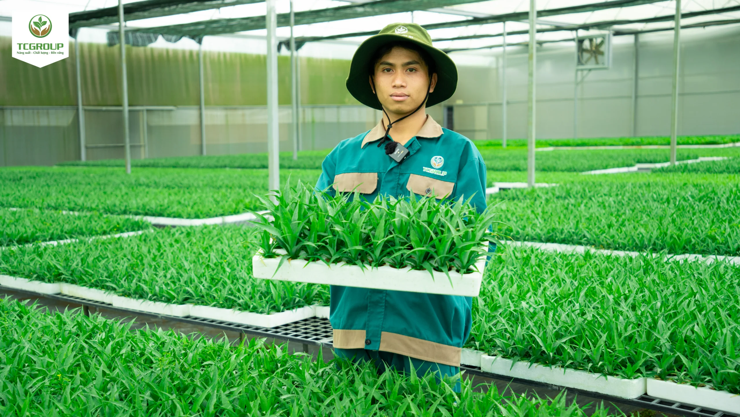 cây con trưởng thành